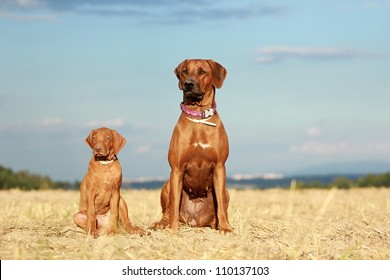 Rhodesian Ridgeback Dog Adult And Puppy