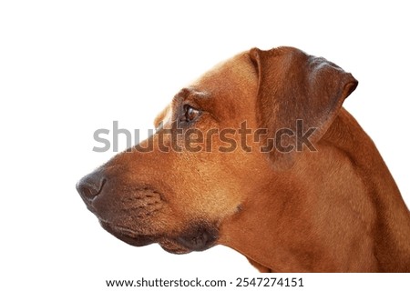 Rhodesian ridgeback dog close-up side view portrait isolated on white background 