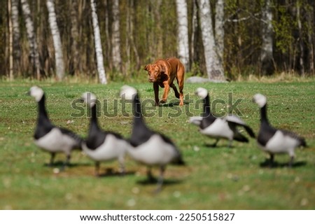 rhodesian ridgeback dog having fun hunting chasing group of ducks gooses birds on summer day