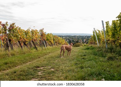 Rhodesian Ridgeback dog on top of a vineyard with a view over the City of Vienna. Cloudy but bright autumn day. Grapevines left and right.