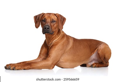 Rhodesian Ridgeback Dog On A White Background