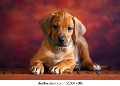 Rhodesian Ridgeback Dog Puppy