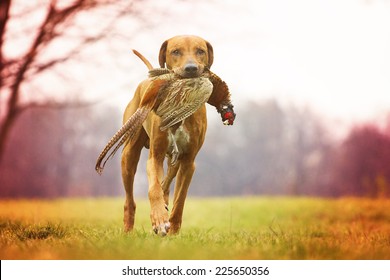 rhodesian ridgeback dog puppy hunting pheasant