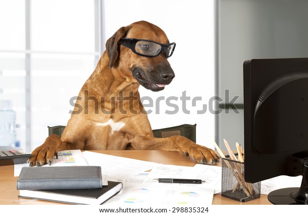 Rhodesian Ridgeback Dog Sitting Desk Front Stock Photo Edit Now