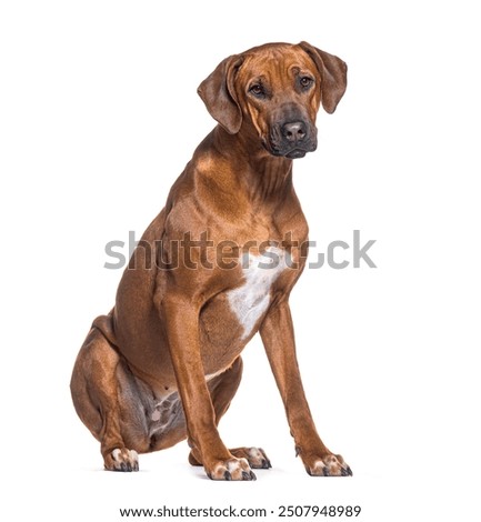 Rhodesian ridgeback dog sitting and looking away on white background