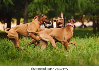 Rhodesian Ridgeback Dogs Playing Together In Summer