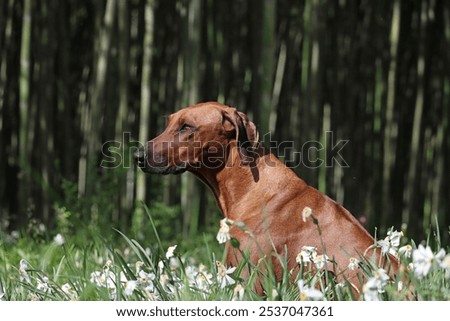 Rhodesian Ridgeback in a field of daffodils