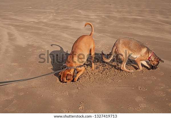 Featured image of post German Shepherd Ridgeback Cross