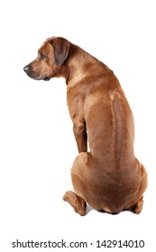 Rhodesian Ridgeback On A White Background