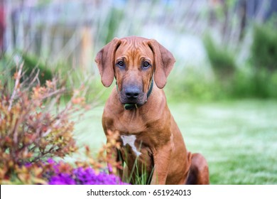 Rhodesian Ridgeback Puppy. 