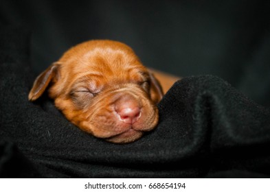 Rhodesian Ridgeback Puppy