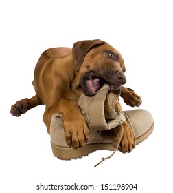 Rhodesian ridgeback puppy chewing on his master's army boots