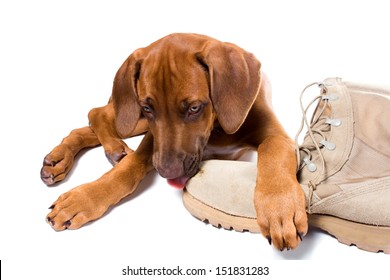 Dog Bite Shoe Images, Stock Photos 