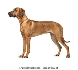 Rhodesian Ridgeback Standing Pose Reddish Brown Coat Isolated on White Background