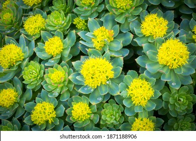 Rhodiola Rosea Arctic Flower Close Up View