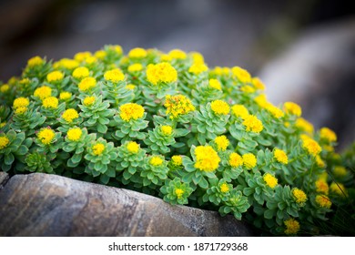 Rhodiola Rosea Arctic Flower Close Up View