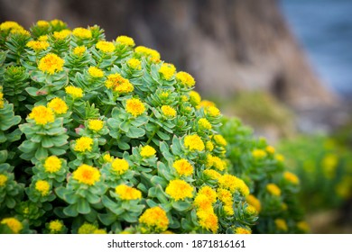 Rhodiola Rosea Arctic Flower Close Up View