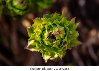 Rhodiola Rosea Flower Growing In Mountains, Close Up