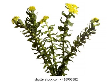 Rhodiola Rosea Isolated On White Background.