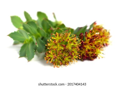 Rhodiola Rosea Medicinal Flower Plant. Isolated On White.