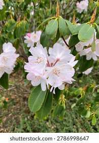 Rhododdendron decorum subsp. decorum (Subsection Fortunea) flowering in late spring