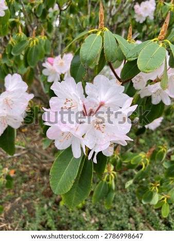Rhododdendron decorum subsp. decorum (Subsection Fortunea) flowering in late spring