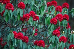 Rhododendron Arboreum In Full Bloom In Himalayas