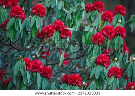 Rhododendron arboreum in full bloom in Himalayas