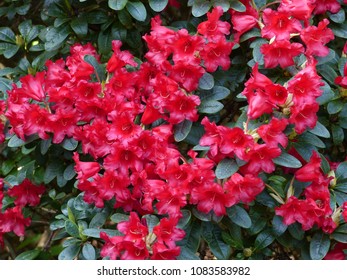 Rhododendron ,Bengal, Ericaceae Family.