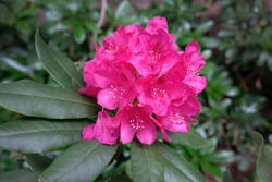 Rhododendron Blooming Flowers In The Spring Garden. Pacific Rhododendron Or California Rosebay Evergreen Shrub. Beautiful Pink Rhododendron Close Up