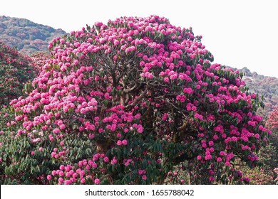 Rhododendron blooming flowers in the spring garden. asian rhododendron  evergreen shrub.
 Beautiful pink Rhododendron tree with flowers