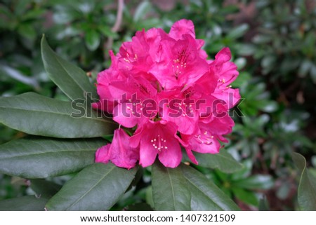 Rhododendron blooming flowers in the spring garden. Pacific rhododendron or California rosebay evergreen shrub. Beautiful pink Rhododendron close up