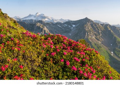 Rhododendron blooming in the Pyrenees, France