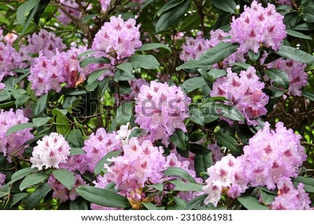Rhododendron 'Blue Ensign' in flower.
