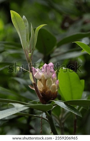 Rhododendron buds isolated and ready to bloom their flowers.