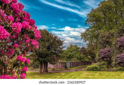 Rhododendron bush on a spring garden. Beautiful blooming spring garden with Rhododendron bushes. Rhododendron bush in blooming spring garden
