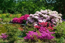 Rhododendron Bushes Near The Pond In The Botanical Garden