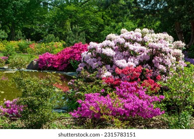 Rhododendron bushes near the pond in the botanical garden