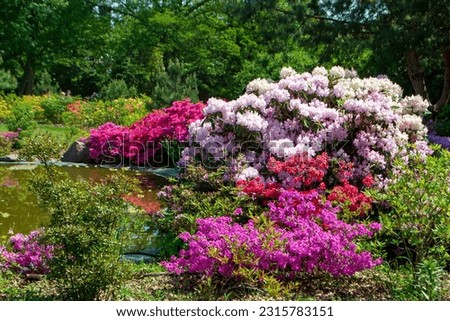 Rhododendron bushes near the pond in the botanical garden