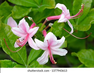 Rhododendron Canescens aka mountain azalea, piedmont azalea, hoary azalea or Florida pinkster,