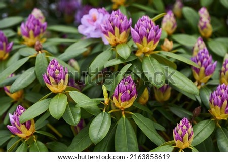Rhododendron Catawbiense Grandiflorum purple flowers and buds close up. Called Mountain rosebay, Purple ivy, Purple laurel, Purple rhododendron, Red laurel, Rosebay, Rosebay laurel