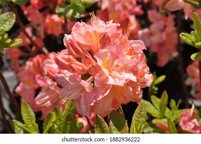 Rhododendron Cecile Grows And Blooms In A Pot In The Garden In Spring