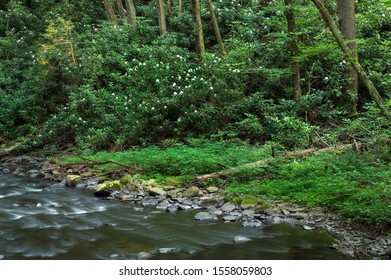 Rhododendron Creek in Dingmans Falls State Park. Destination Delaware Water Gap National Recreation Area in Pennsylvania