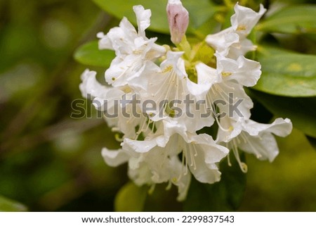 Rhododendron Cunninghams White cultivated in a garden in Madrid