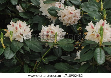 Rhododendron 'Cunningham's White'. Rhododendrons form one of the biggest botanical class of flowering plants.There are about 1000 species of Rhododendrons, ranging from small shrubs to tall trees.