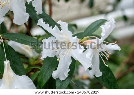 Rhododendron decorum, with its big white funnel-shaped flower, grows on a large evergreen shrub or small tree. It is native to high-forested regions of northern Myanmar and China.