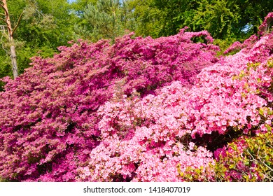 Rhododendron in different colors and different varieties - Shutterstock ID 1418407019