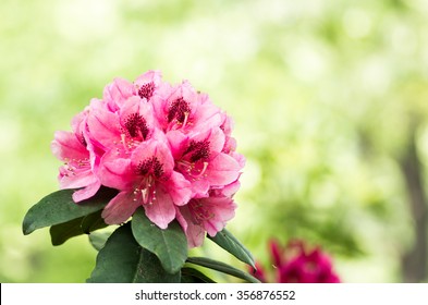 Rhododendron Flower