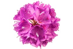 Rhododendron Flower Head Isolated On White Background