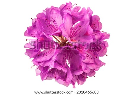 Rhododendron flower head isolated on white background